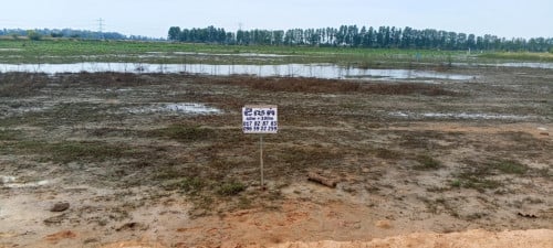 ភ្នំពេញ ព្រែកព្នៅ សង្គាត់ពន្សាំង ភូមិកោះរងៀង 4261មែត្រការេ លក់ក្នុងតម្លៃមួយការេ250$