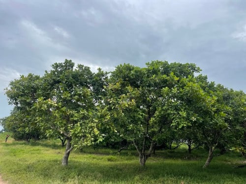 ដីចំការចន្ទីលក់ឡៃឡុងនៅឃុំស្រែណូយខេត្តសៀមរាប