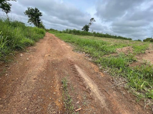 ដីចំការលក់ឡៃឡុងនៅឃុំស្រែណូយស្រុកវ៉ារិនខេត្តសៀមរាប