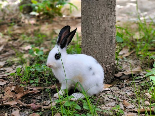 សត្វទន្សាយ