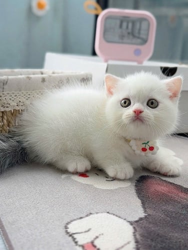 🆘 SALE – MUNCHKIN FOLD-EAR BOY ✨🐾🐾 Gender: Male💰 Original Price: $600💸 Now Only: $480 🎉🌟