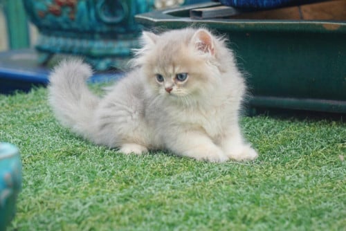 🐱✨ GOLDEN AY LONG HAIR BOY ✨🐱🐾 Gender: Male💵 Price: $450🌟 Features: Handsome golden