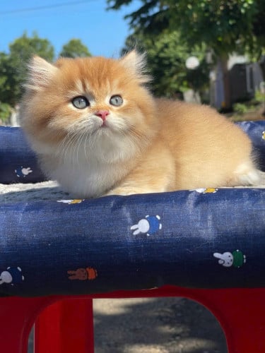 🐱✨ GOLDEN MUNCHKIN LONG HAIR GIRL ✨🐱🐾 Gender: Female💵 Price: $2xxx🌟 Features: