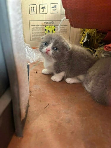 🐱✨ MUNCHKIN FOLD GIRL – SOCK PAWS ✨🐱🐾 Gender: Female💵 Price: $900🌟 Features: Rare