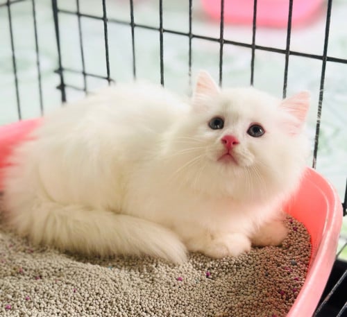 🐱✨ WHITE LONG HAIR GIRL ✨🐱🐾 Gender: Female⚖️ Weight: 1kg – Big body frame!💵 Price: $260