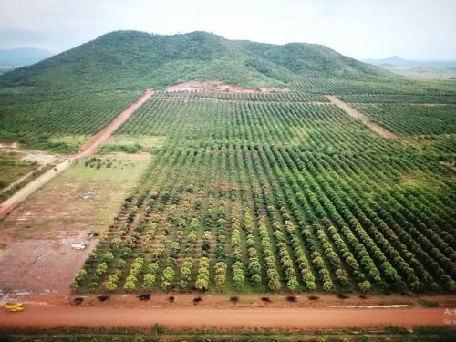 ដីលក់ទីតាំងមហាល្អទេសភាពត្រជាក់ភ្នែកមានច្រើនទំហំ50ha-160ha ទីតាំងស្រុកភ្នំស្រួច ខេត្តកំពង់ស្ពឺ