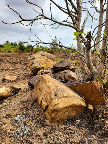 ដី៣ហិចតាកន្លះសម្រាប់ជួល