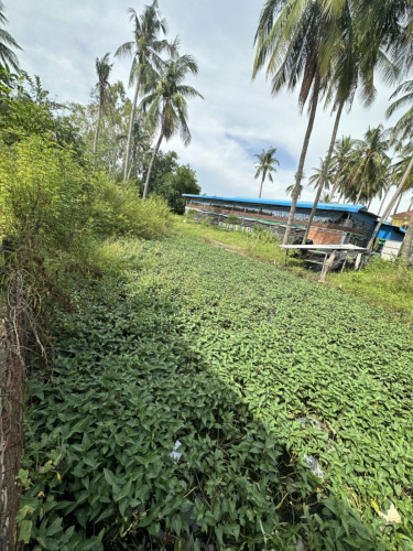 🏦Land Available for Urgent Sale at a Special Price (Negotiable).