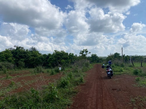 ដីចំការ ដីក្រហមលក់150 ហត្តាជាង លក់1/ហត្តា 6500$ ទីតាំង ល្អ