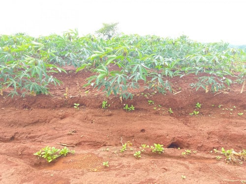 ដីក្រហមលក់150ហត្តាជាងលក់7000$ 1ហត្តា