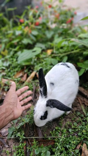 ទន្សាយស្អាតៗ