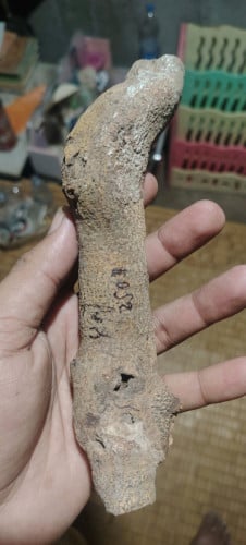 បញ្ញើក្អែកដើមឬស្សី