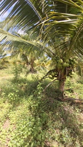 ដីចំការលក់នៅស្រុកទឹកឈូ