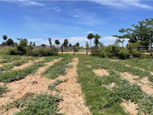 🏠 អចលនទ្រព្យ លក់ឡាយឡុង (Auctioned Properties) 🏷