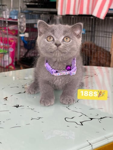 In stock, can come and see for yourself.