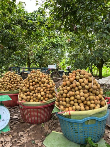 មៀនខ្មែរសាច់ស្ងួត ក្រអូស ញាំទៅមានរស់ជាតិឆ្ងាញ់ជាប់ចិត្ត