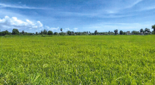 🏠 អចលនទ្រព្យ លក់ឡាយឡុង (Auctioned Properties) 🏷