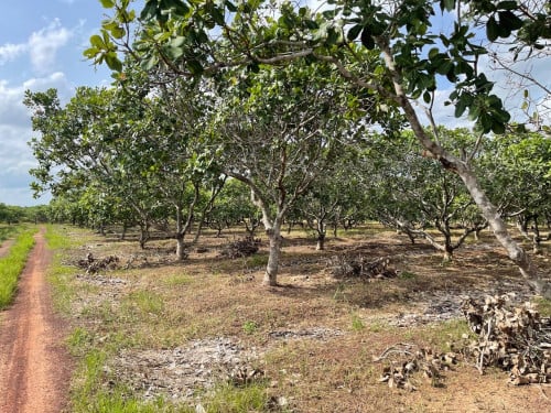 ចំការចន្ទីលក់ប្រញាប់នៅរតន:គីរី​ ​ស្រុក​លំផាត់​