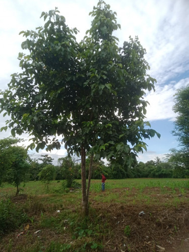 ដីលក់បន្ទាន់