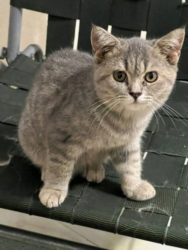 ឆ្មាកូនកាត់អង់គ្លេស