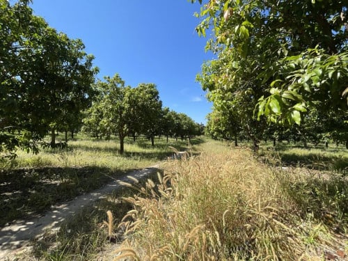 Land for Urgent sale (Negotiable), ABA Loan Available