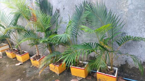 ដើមដូងតាំង