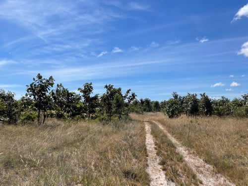 ដីទំហំ12ហិកតាលក់នៅឃុំទីពោ ស្រុកសន្ទុក កំពង់ធំ អាចធ្វើចំការបាន