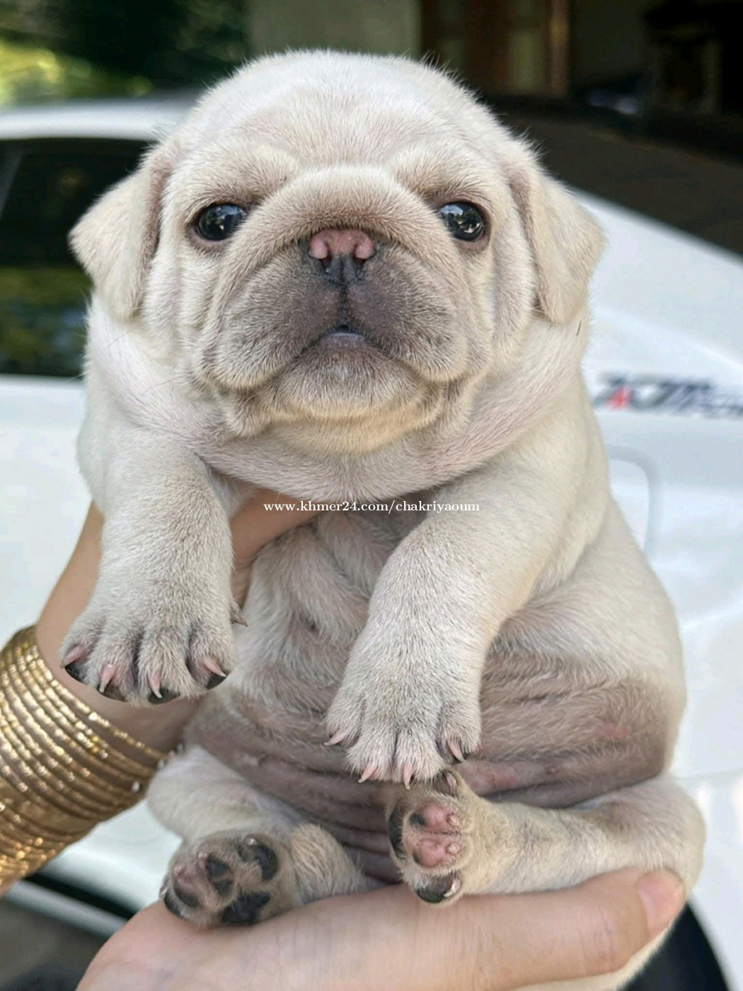 Pug vip price in Anlong Vil, Sangkae, Battambang, Cambodia