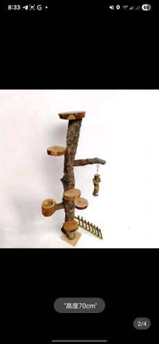 មួយឈុត ទ្រូងសត្វ កំប្រុក🐿️