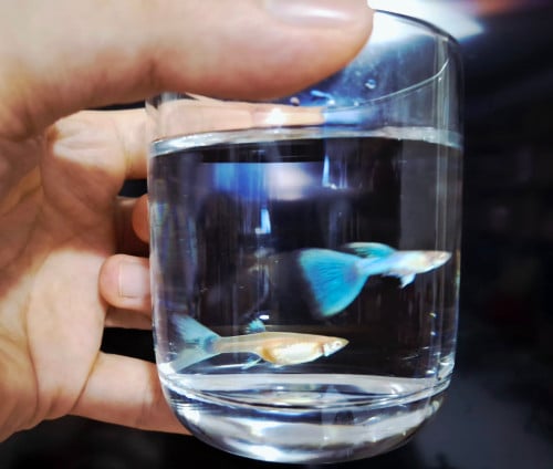 Red&Blue Topaz 1គូរ2.5$