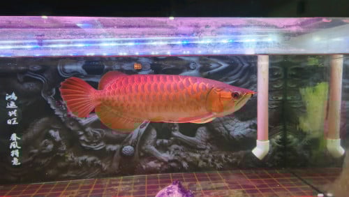 ត្រីនាគក្រហមធំ លក់បន្ទាន់