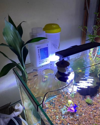 ធ្នើជ័រ