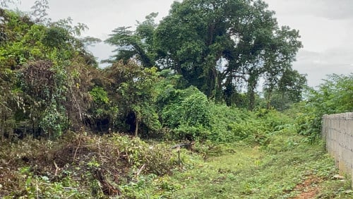 ដីជួលកែប 1439ម2 250$ Terrain nu à Kep 1439m2 à louer pour 250$/mois. Land for rent only 250$/month