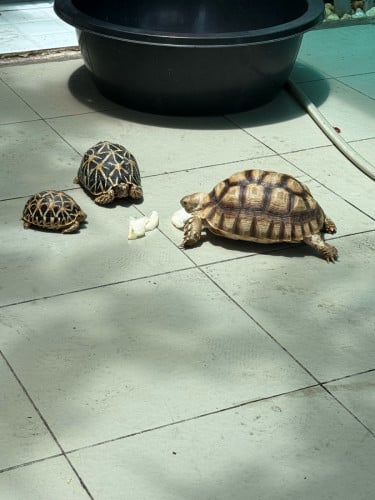 陆龟：苏卡达，星龟