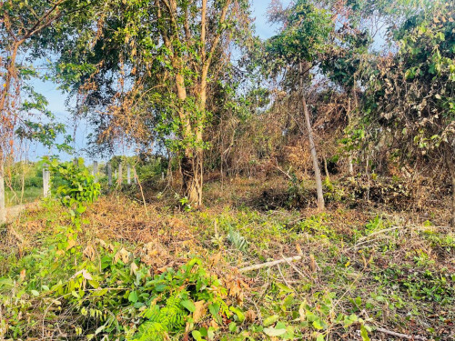 ដីជួលកែប 1439ម2 250$ Terrain nu à Kep 1439m2 à louer pour 250$/mois. Land for rent only 250$/month