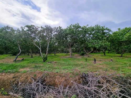 🏦Land for Urgent sale (Negotiable), ABA Loan Available