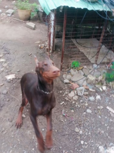 100% សុទ្ធត្រចៀកត្រង់ស្រេច