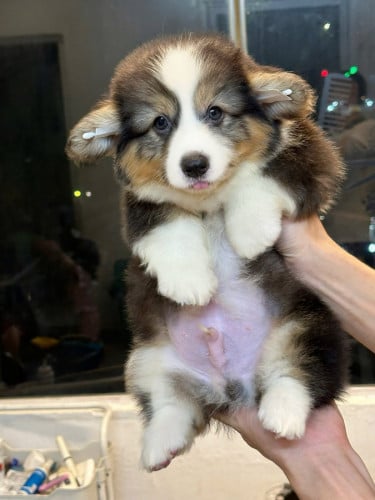 Corgi long hair