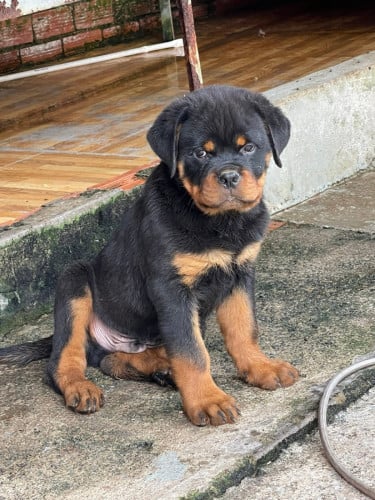 Rottweiler Male