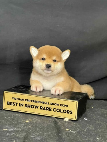 Shiba Inu VIP
