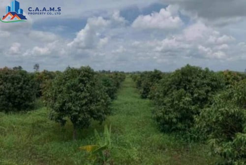 ចំការស្វាយលក់ ជិត ភ្នំបាសិត