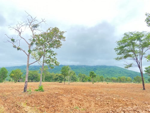 ដីស្រែ និងដីចម្ការ