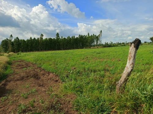 ៣ដុល្លា