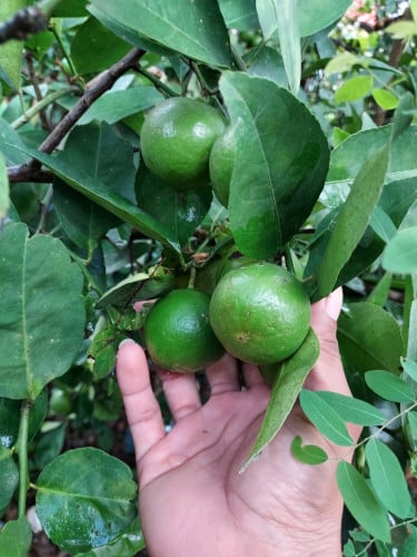 មានលក់ក្រូចឆ្មារ 10គីឡូហ្វ្រីសេវ៉ា