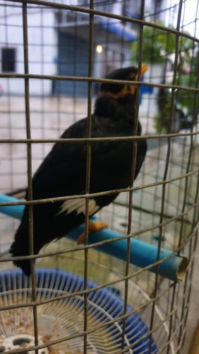 អាវង់ពូជធំអាយុ 3 ខែ ប្រភេទដាង