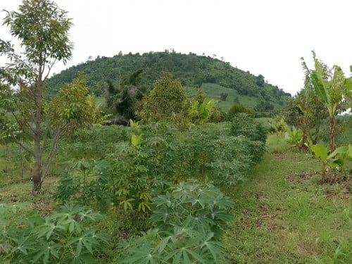 ដីចំការទុរេន