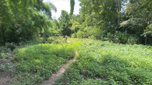 ដីលក់កុនលុយ