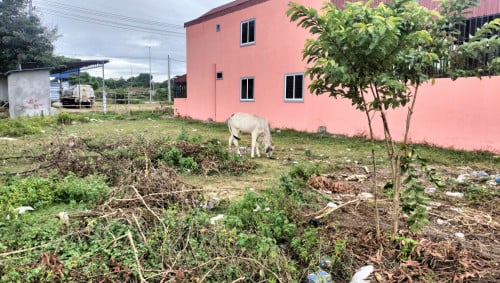 ដីនៅភ្នំរាប ពីរប្លង់ ១០*២៣ 35000$