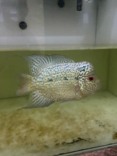 Cc 25$ បងៗ ចរចារបាន