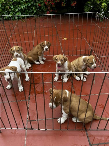 Bandog (Male and Female)Pre Order 2 days